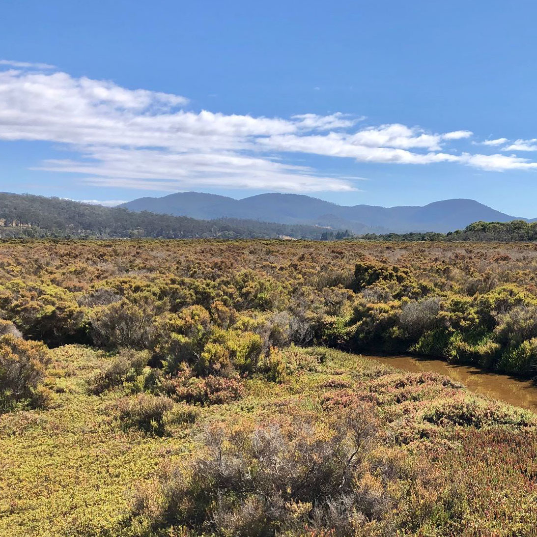 Secret World of Saltmarshes