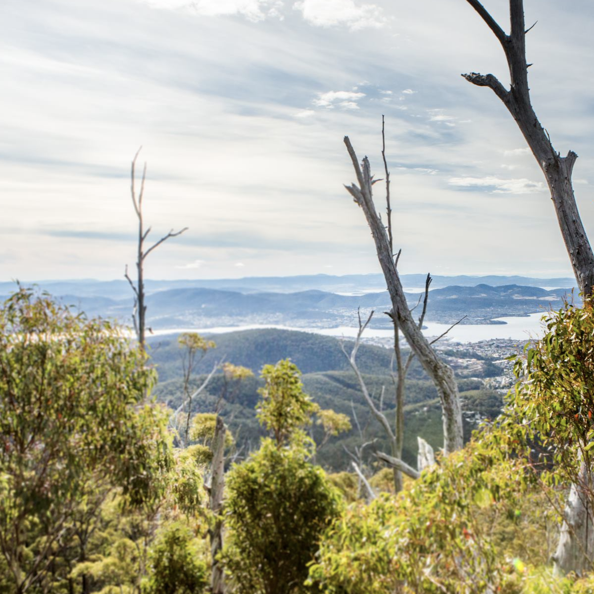 A global comparison of the climatic niches of urban and native tree populations