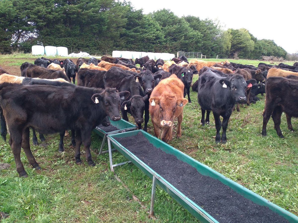 Cows-at-trial-site-eating-Asparagopsis-infused-biochar-web