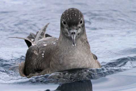 Short tailed shearwaterfloating on the water surface with droplets on its feathers.